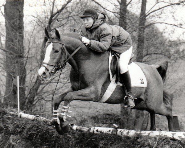 Deckhengst Nieuwmoed's Erasco (Nederlands Rijpaarden en Pony, 1989, von Netron ox)