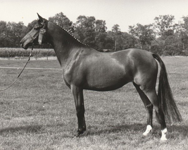 Zuchtstute Tashmiron (Nederlands Rijpaarden en Pony, 1985, von Eduard)