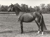 Zuchtstute Tashmiron (Nederlands Rijpaarden en Pony, 1985, von Eduard)