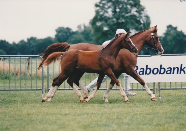 Zuchtstute Tashmira (Nederlands Rijpaarden en Pony, 1980, von Gashmiron ox)