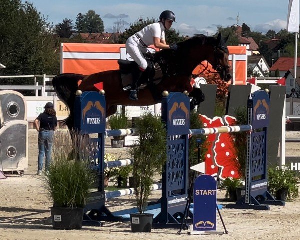 jumper Aquina 23 (German Sport Horse, 2015, from Araconit)