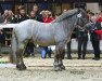 stallion Elias (Rhenish-German Cold-Blood, 2012, from Emilio)