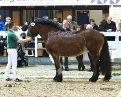 broodmare Nena (Rhenish-German Cold-Blood, 2005, from Nathan)