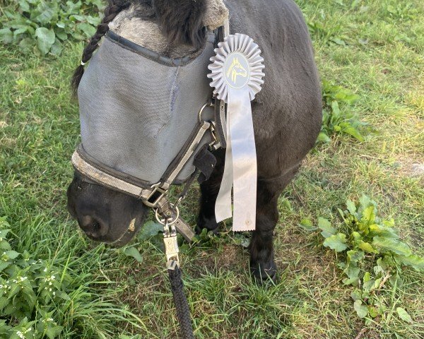 broodmare Connie v.d. Kuilen (Shetland Pony, 1988, from Newton van Dorpzicht)