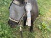 broodmare Connie v.d. Kuilen (Shetland Pony, 1988, from Newton van Dorpzicht)