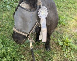 Zuchtstute Connie v.d. Kuilen (Shetland Pony, 1988, von Newton van Dorpzicht)