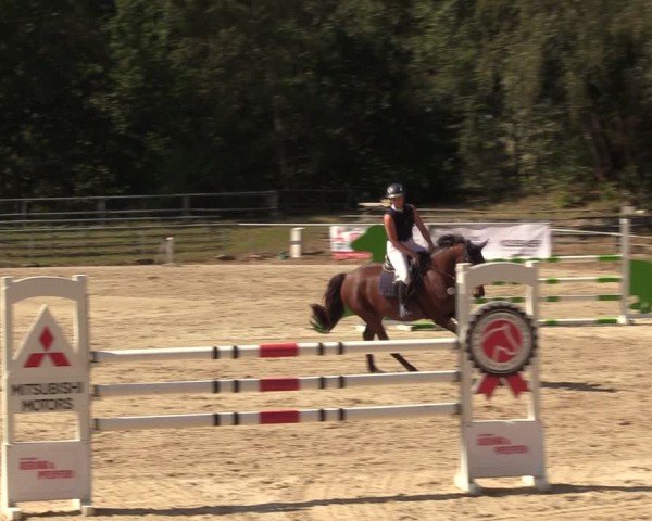 Reitturnier Lgl.-Oberhain, B95 2024