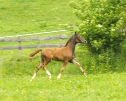 dressage horse Violetta 77 (Westfale, 2011, from Vitalis)