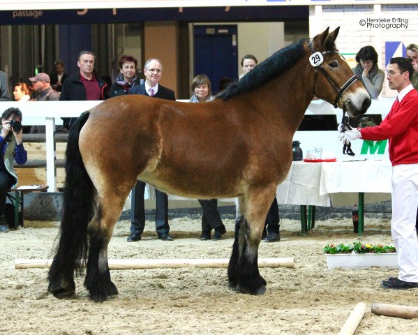 broodmare Elaya (Rhenish-German Cold-Blood, 2010, from Eid von Dönitz)