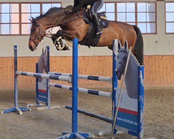 Springpferd Kannani (Schwedisches Warmblut, 2018, von Jardonnay VDL)