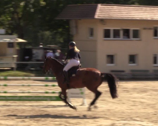 Reitturnier Lgl.-Oberhain, B95 2024