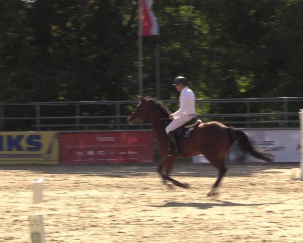 Reitturnier Lgl.-Oberhain, B95 2024