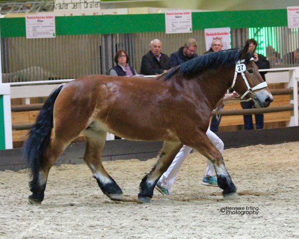 broodmare Emma (Rhenish-German Cold-Blood, 2010, from Erdmann)