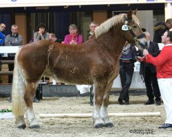 broodmare Hera (Rhenish-German Cold-Blood, 2010, from Helmut)