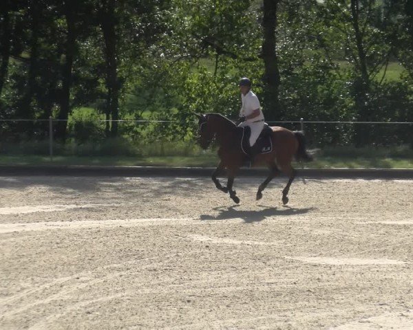 Reitturnier Maienfeld 2024