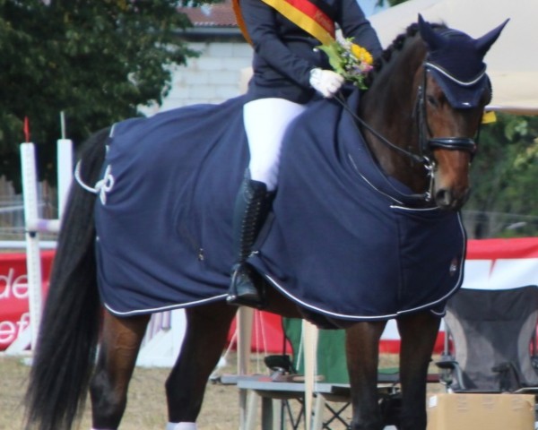 dressage horse Halodrie (Oldenburg, 2012, from Hofrat)