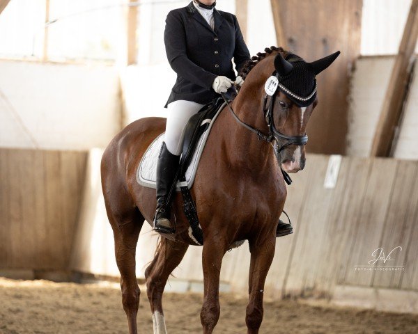 dressage horse Blue Diamond 10 (Hanoverian, 2015, from Bodyguard 49)