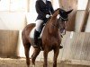 dressage horse Blue Diamond 10 (Hanoverian, 2015, from Bodyguard 49)