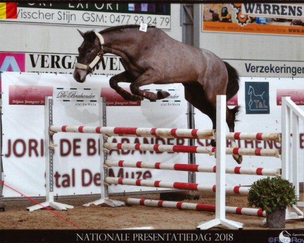 Springpferd Painted Black D'o (Belgisches Warmblut, 2015, von Balou du Rouet)