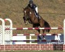 jumper Venice (anglo european sporthorse, 2013, from Verdi)