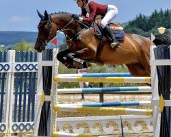 jumper Cola Light (Oldenburg show jumper, 2010, from Cola 10)