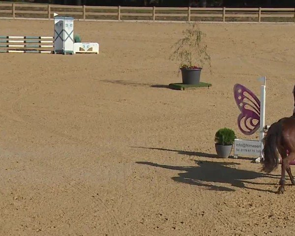 Reitturnier Tiefenhof/Opf. 2024