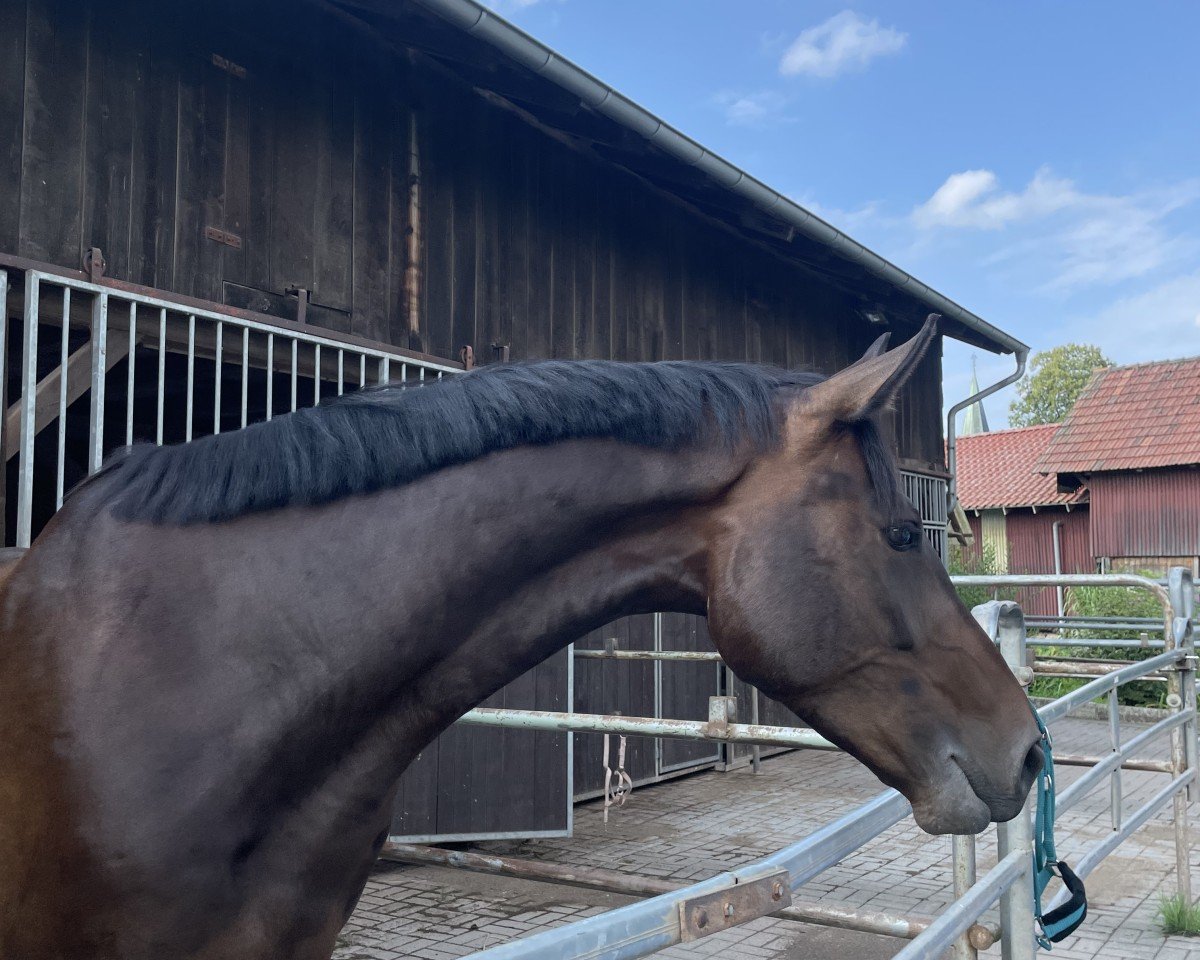 jumper Der kleine Matz 2 (Hanoverian, 2019, from Diacontinus)