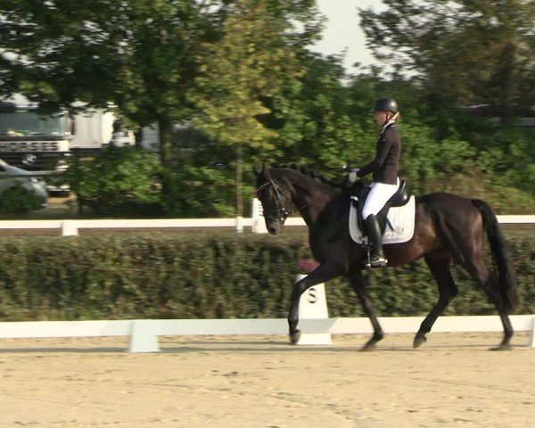 Reitturnier Westeregeln 2024