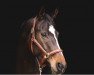 dressage horse Mulligan's Rivellina B (Oldenburg, 2010, from Mulligan xx)