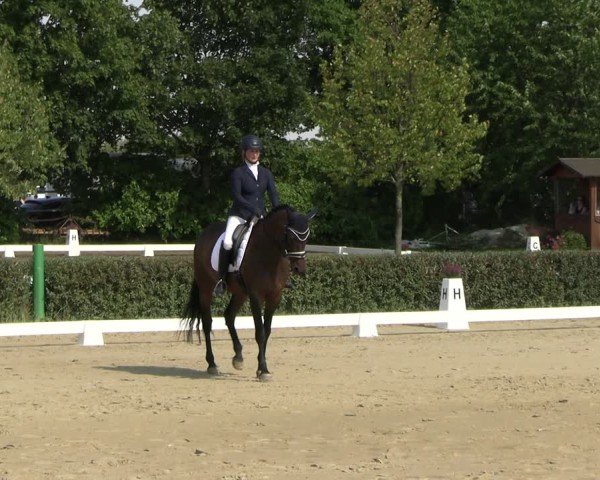 Reitturnier Westeregeln 2024