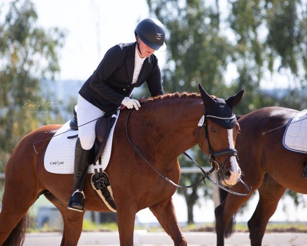 dressage horse Queen Rubina (German Sport Horse, 2014, from DSP Quasi Gold Md)