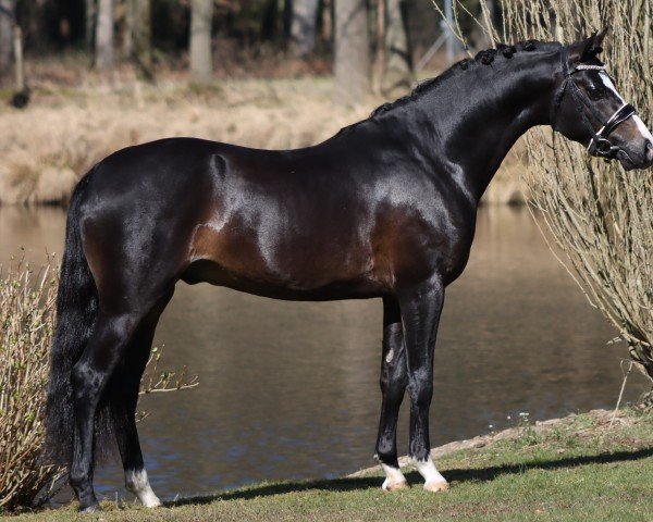 stallion Warmtebron's Zorro (Nederlands Welsh Ridepony, 2019, from Westerhuis Cupido)