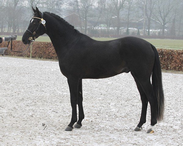 horse Westerhuis Cupido (Nederlands Welsh Ridepony, 2014, from Steerwolde's V.I.P.)