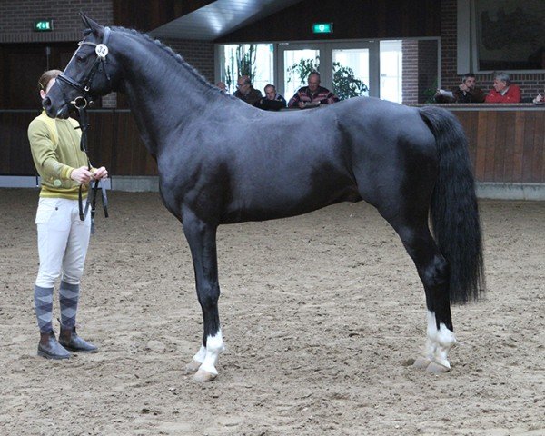 stallion Steerwolde's V.I.P. (Nederlands Welsh Ridepony, 2009, from Hagelkruis Valentijn)