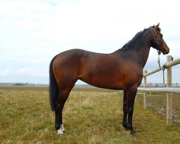 broodmare Lola I (German Riding Pony, 2002, from King Bjuti)