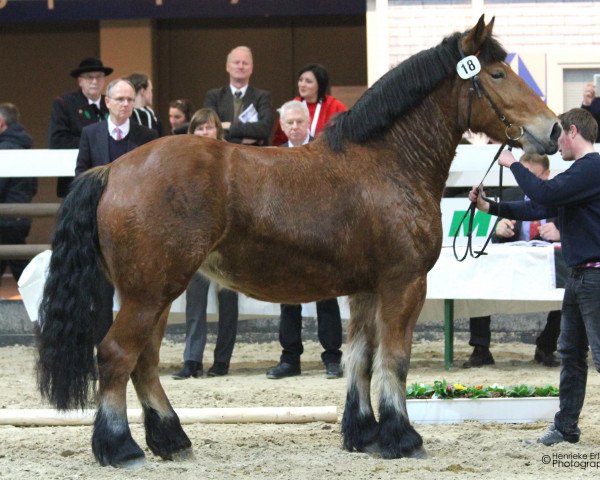 Zuchtstute Hedi (Rheinisch-Deutsches Kaltblut, 2012, von Heidjer II)