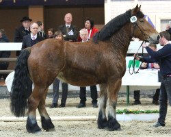 horse Hedi (Rheinisch-Deutsches Kaltblut, 2012, from Heidjer II)