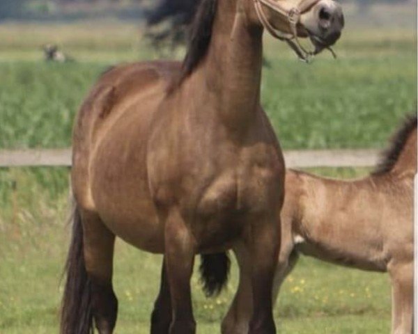 Zuchtstute Vogelenzang's Nienke (Nederlands Welsh Ridepony, 2004, von Orchard Boginov)