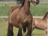 broodmare Vogelenzang's Nienke (Nederlands Welsh Ridepony, 2004, from Orchard Boginov)