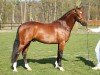 stallion Speycksbosch Dickens (Dutch Pony,  , from Heitrak's Marvin)