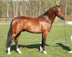 stallion Speycksbosch Dickens (Dutch Pony,  , from Heitrak's Marvin)