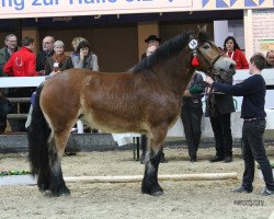 broodmare Alma (Rhenish-German Cold-Blood, 2012, from Amethyst von Wernstedt)