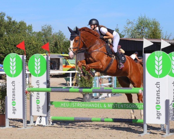 Springpferd Kyron (Schweizer Warmblut, 2012, von Karlondo von Kaltweid)