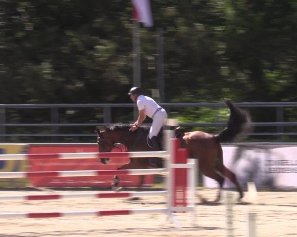 Reitturnier Lgl.-Oberhain, B95 2024