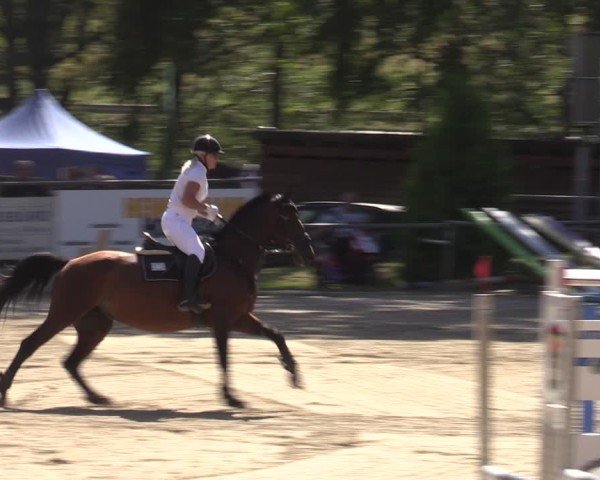 Reitturnier Lgl.-Oberhain, B95 2024