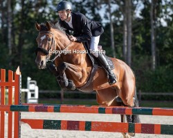 jumper Mystic Lady van 't Buxushof (Belgian Warmblood, 2012, from Toulon)