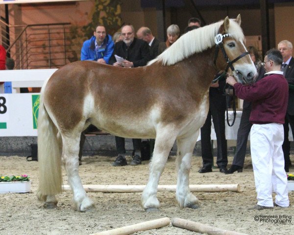 Zuchtstute Libelle (Rheinisch-Deutsches Kaltblut, 2013, von Udo)