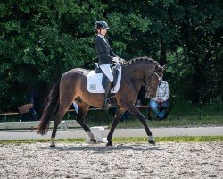 dressage horse Hip Hop's Che Guevara (German Riding Pony, 2012)