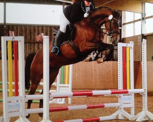 dressage horse Cash and Candy (Hanoverian, 2010, from Canstakko)