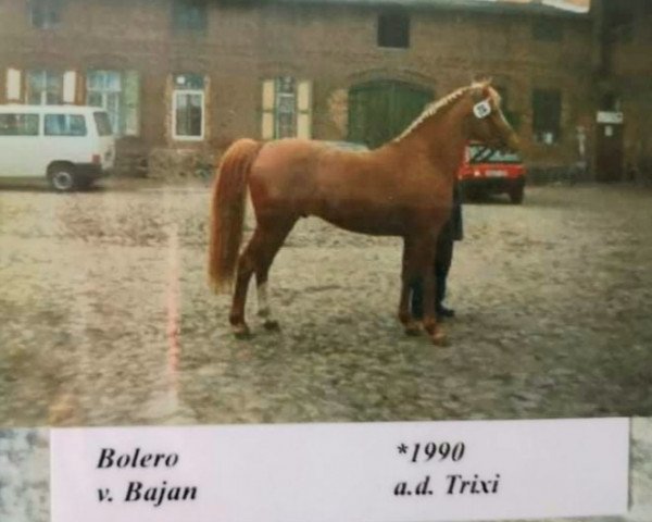 stallion Bolero (German Riding Pony, 1990, from Beau Dinamique)